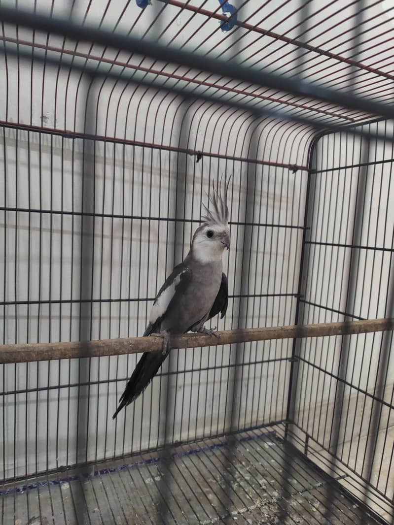 cocktail,Ringneck 1
