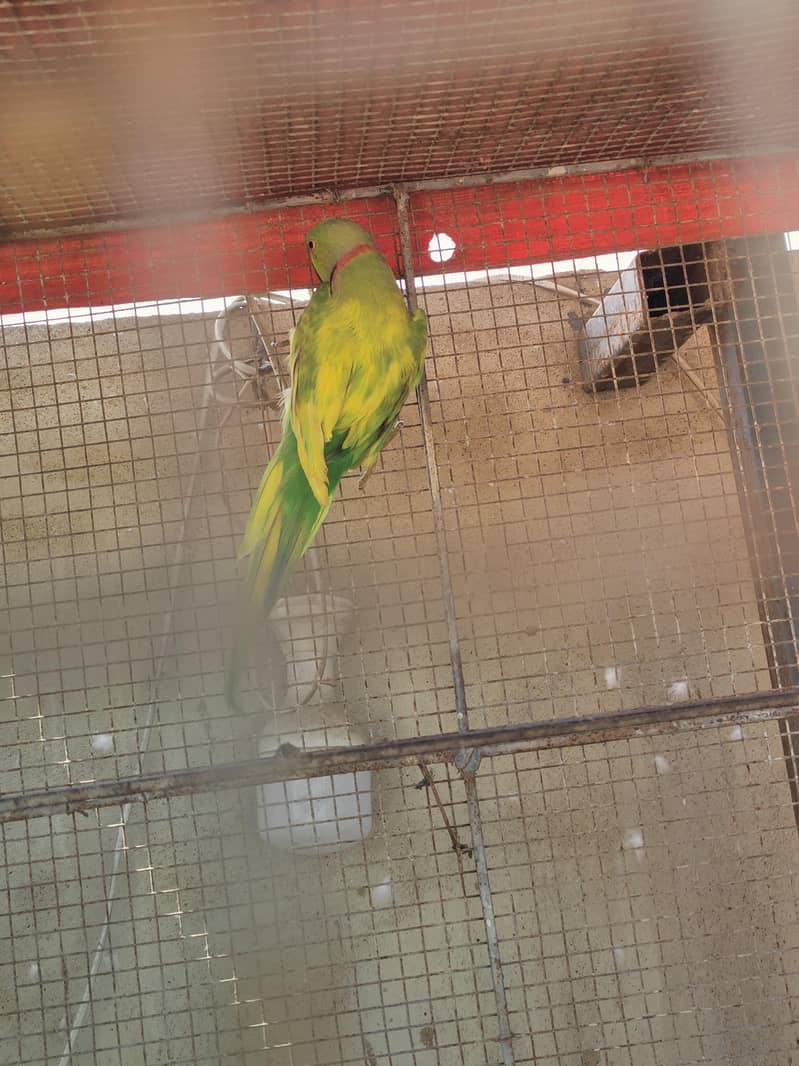 cocktail,Ringneck 3