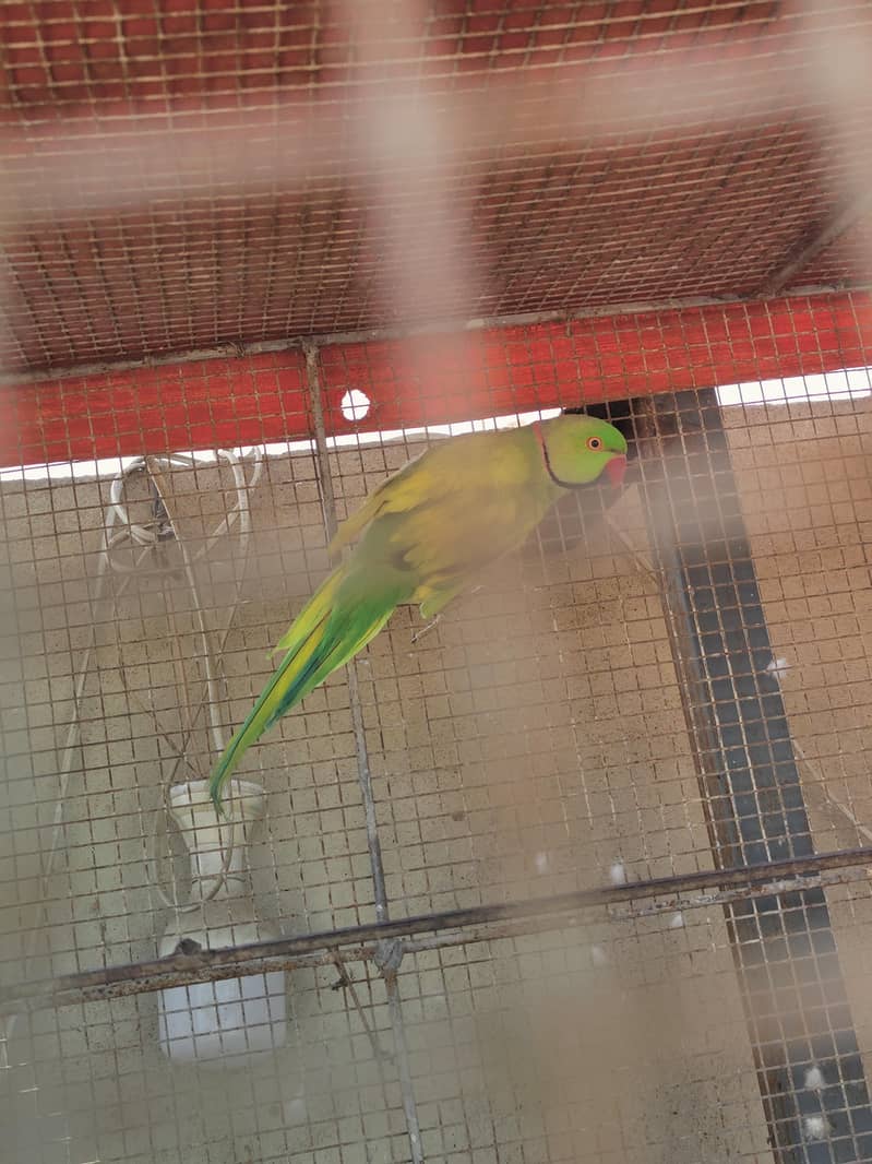 cocktail,Ringneck 4