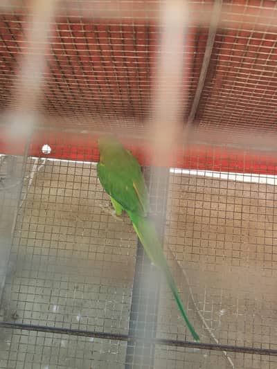 Ringneck female