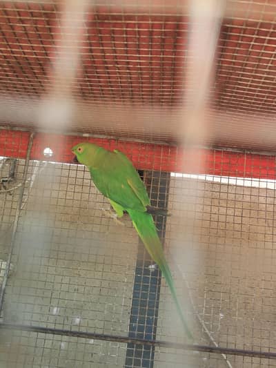 Ringneck female