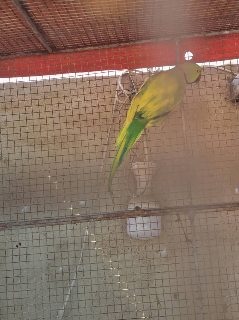 cocktail,Ringneck 8