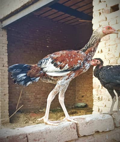 Aseel Chicks for sale full healthy and active