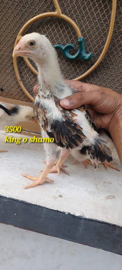 king o shamo