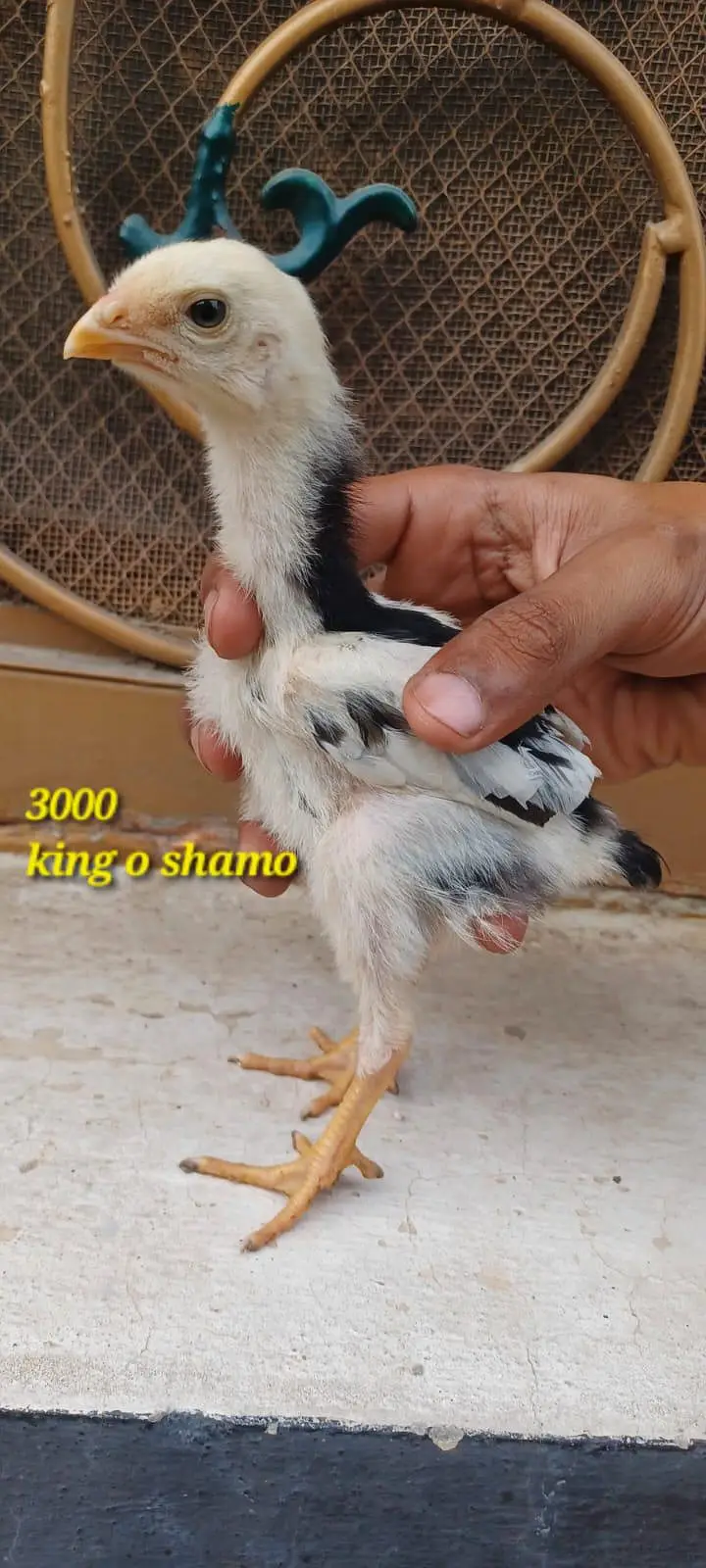 king o shamo — photo 3