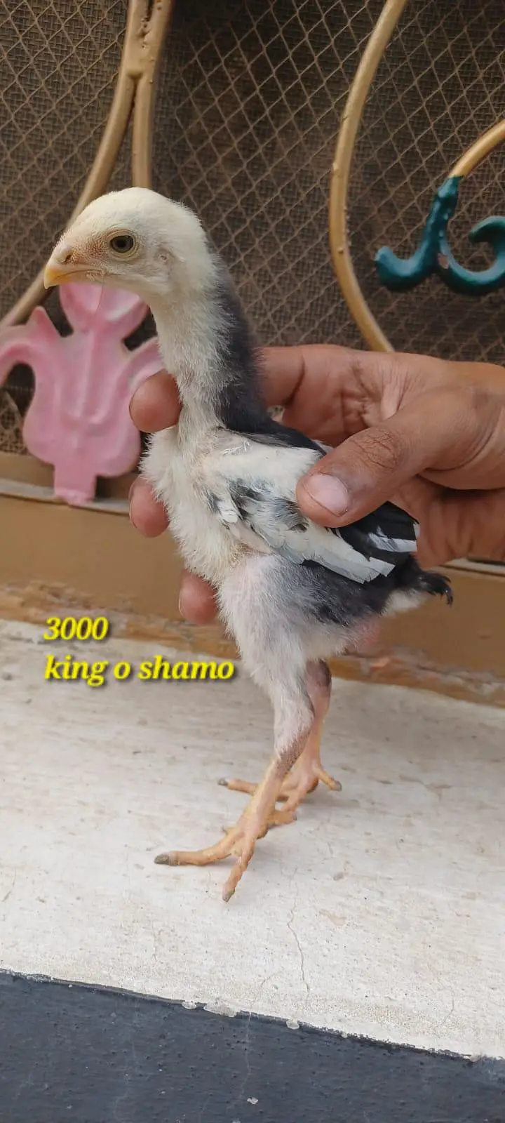 king o shamo — photo 5