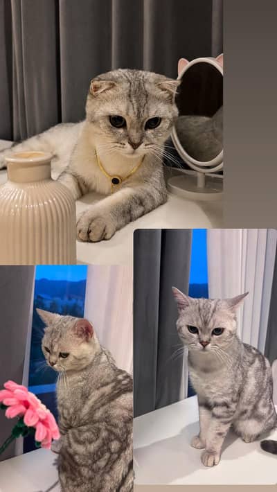Scottish Fold & Scottish Straight Ear