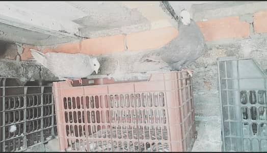 Silver Grey Mukhi Breeder Pair and Black Young Female