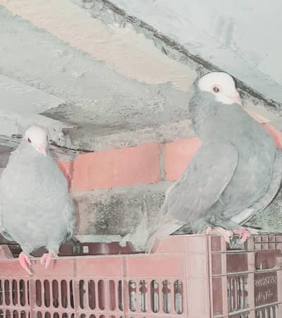 Silver Grey Mukhi Breeder Pair and Black Young Female
