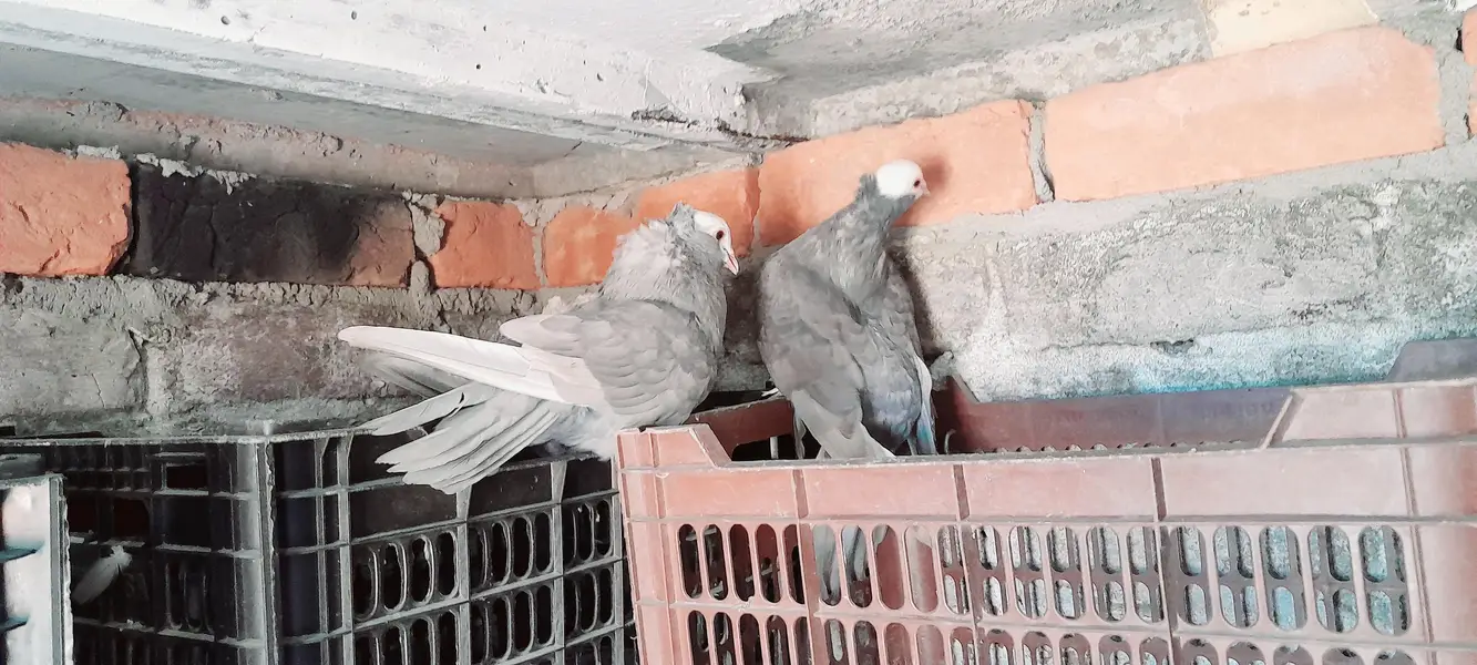 Silver Grey Mukhi Breeder Pair and Black Young Female — photo 3