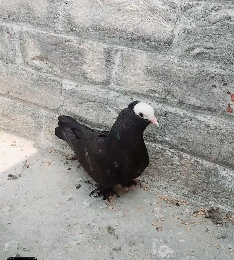 Silver Grey Mukhi Breeder Pair and Black Young Female — photo 4