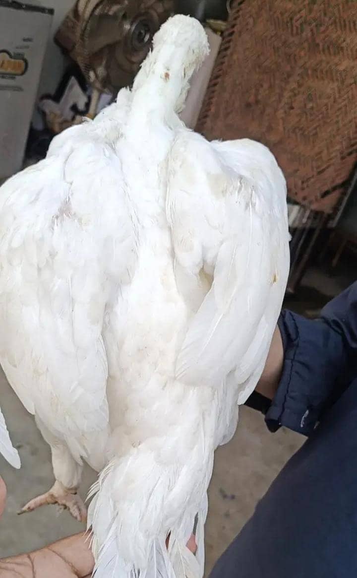 Pure nori aseel White female 5