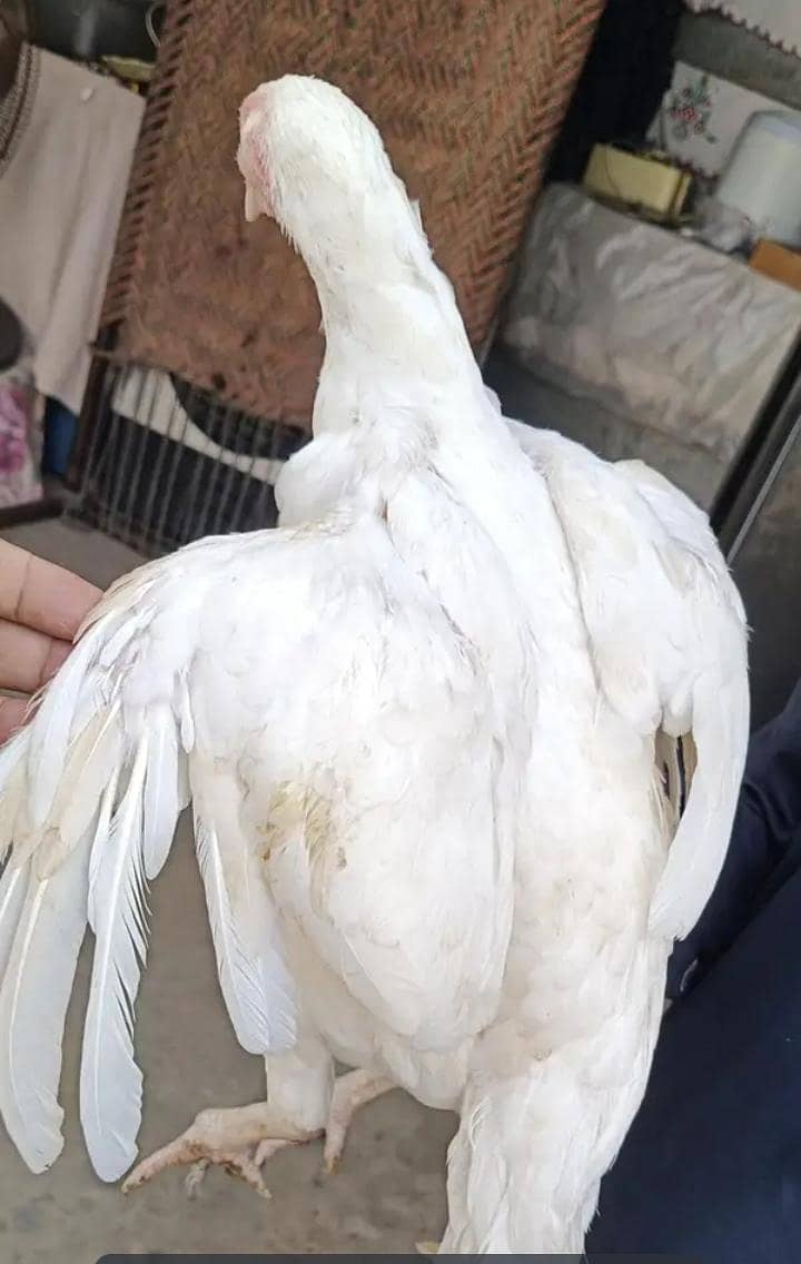 Pure nori aseel White female 6