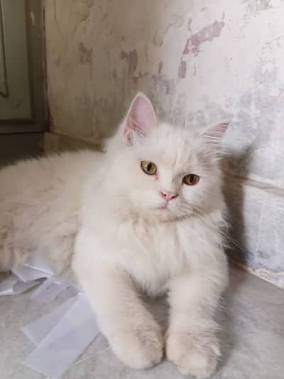 Persian Cat Male White | Beautiful & Healthy Persian Cat