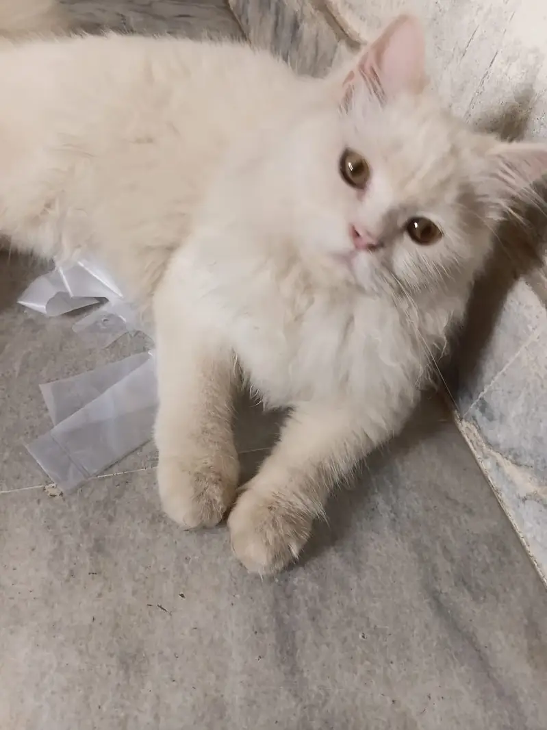 2 Male Persian Cats for Sale | White & Brown | Fluffy Cats — photo 2