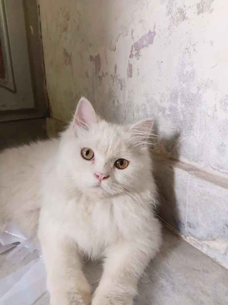2 Male Persian Cats for Sale | White & Brown | Fluffy Cats — photo 3