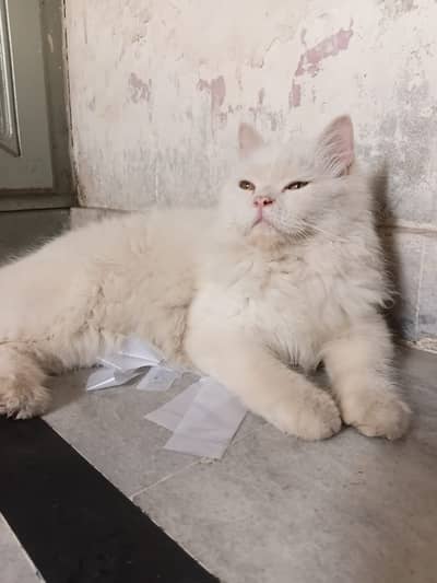 2 Male 2 Female Persian Cats | White & Brown | ONLY FOR HOUSE FAMILY