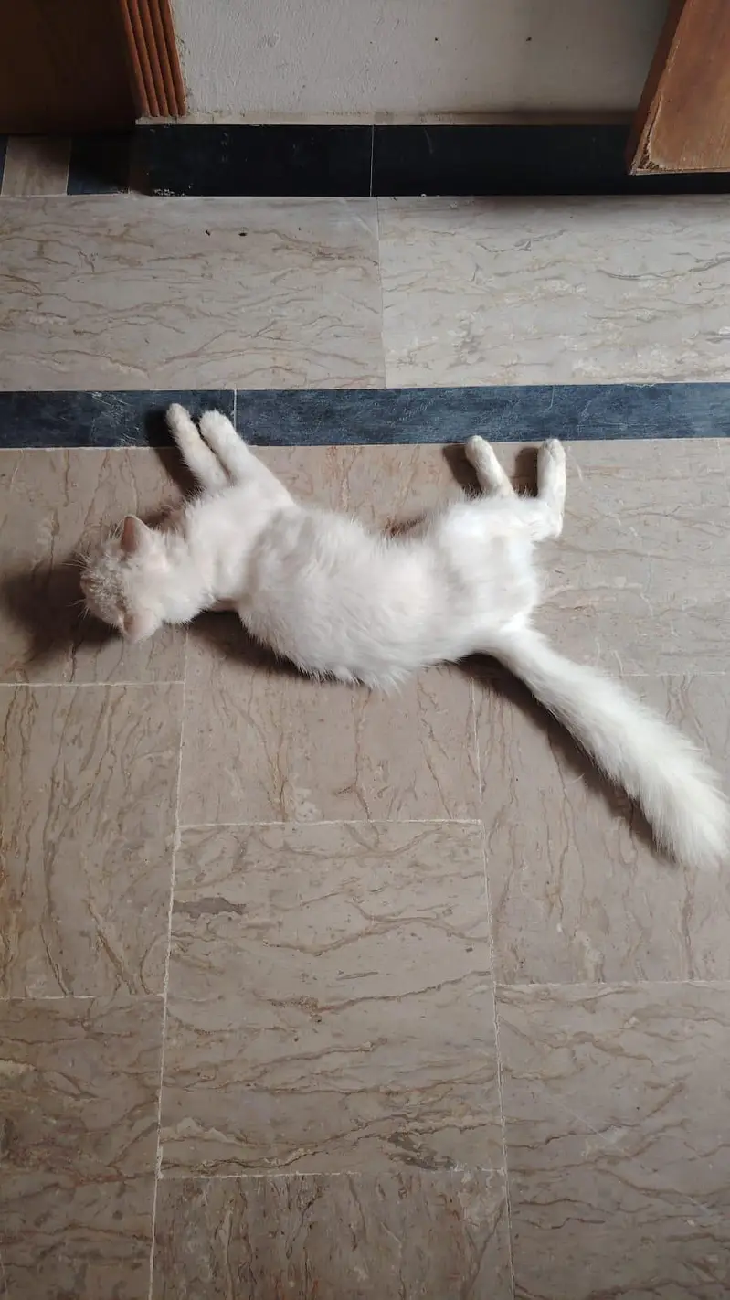 cookie — photo 2