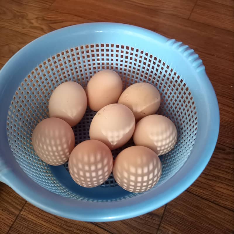 Bantam egg 1