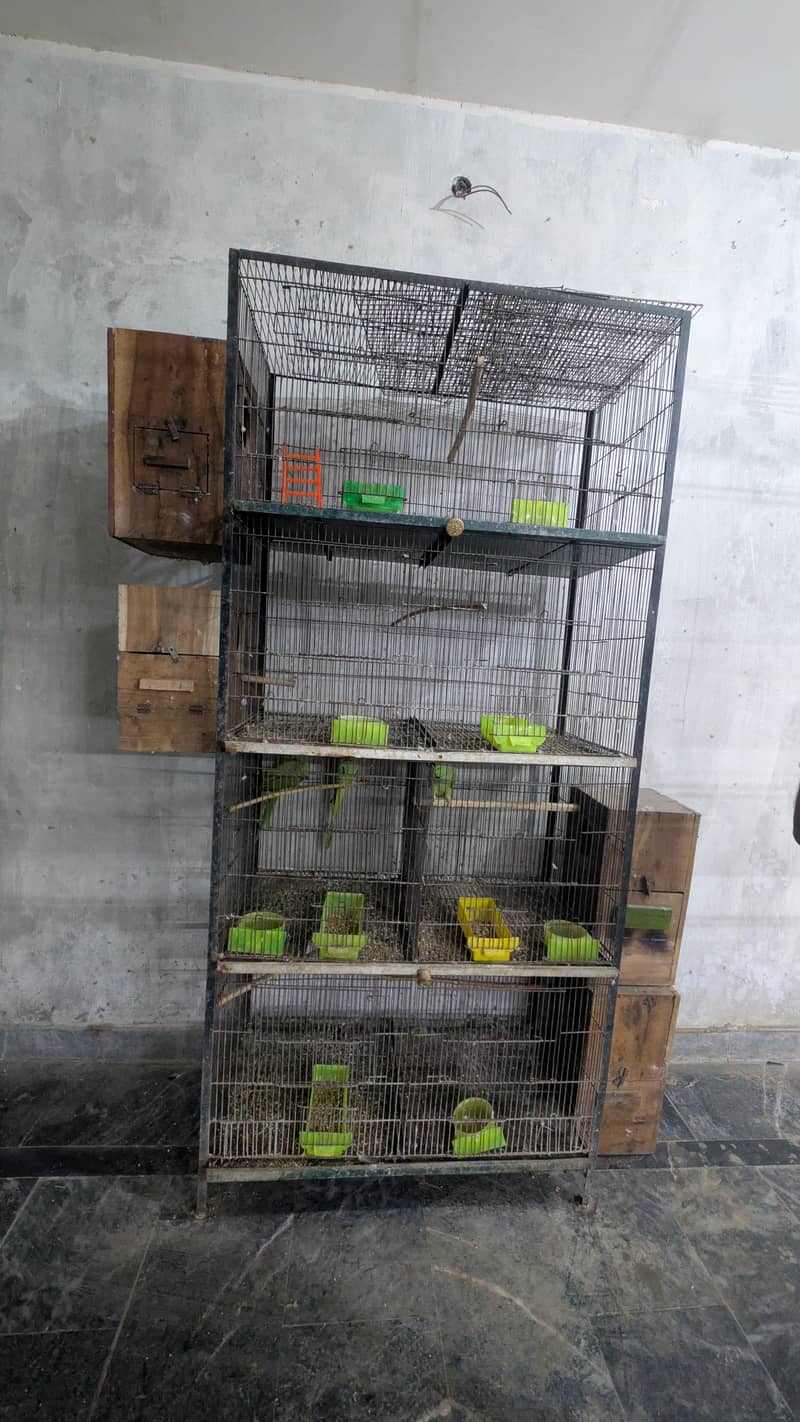 parrots cage 2