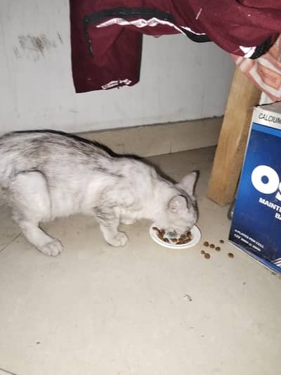 Cat For sale