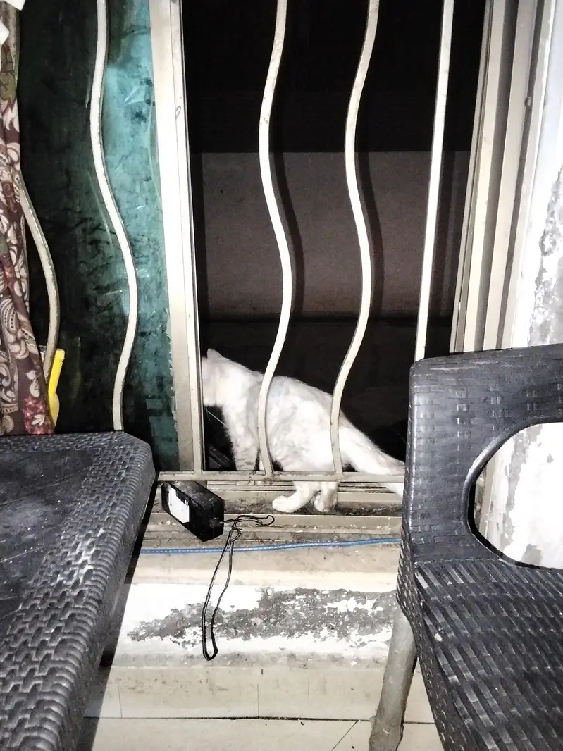 Cat For sale — photo 2