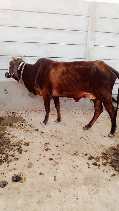 Healthy Cow for Sale | Beautiful & Healthy Cow | Jhelum