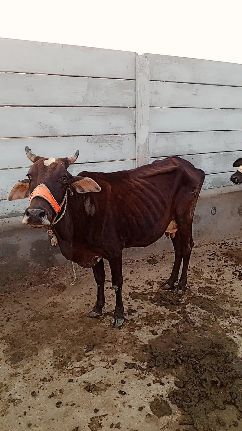 Healthy Cow for Sale | Beautiful & Healthy Cow | Jhelum — photo 2