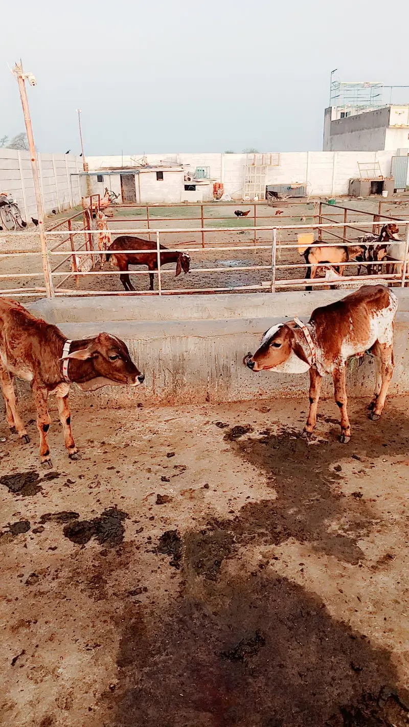 Healthy Cow for Sale | Beautiful & Healthy Cow | Jhelum — photo 3