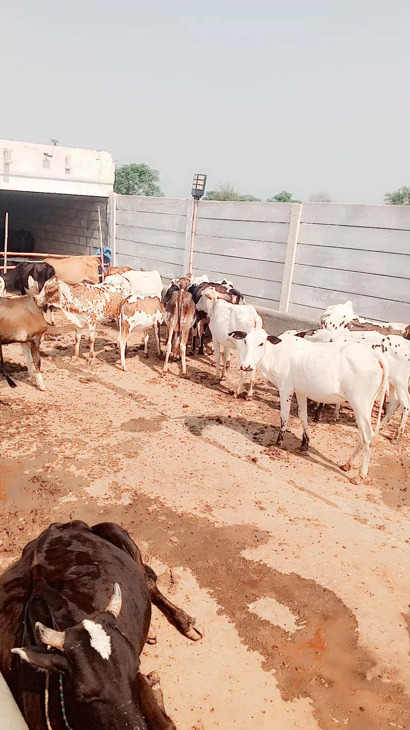 Healthy Cow for Sale | Beautiful & Healthy Cow | Jhelum — photo 5