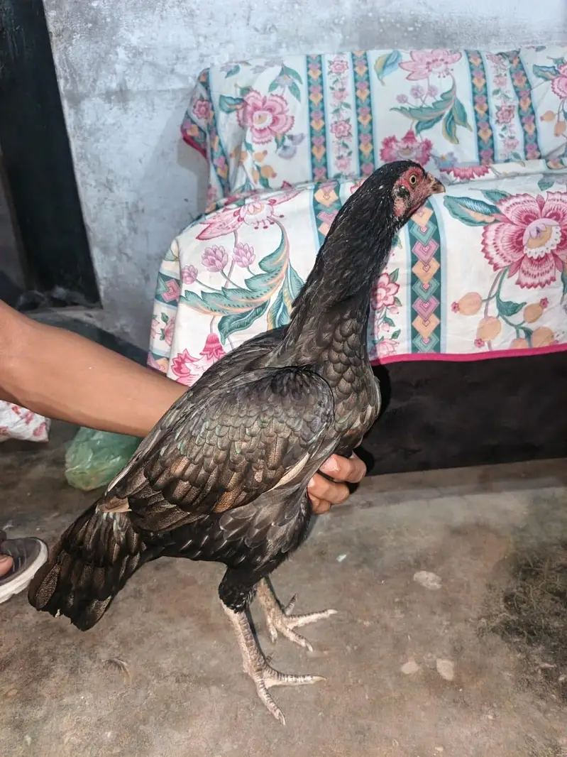 high quality madiyan available hai jis bhi chahiye wohi rabta kren — photo 4