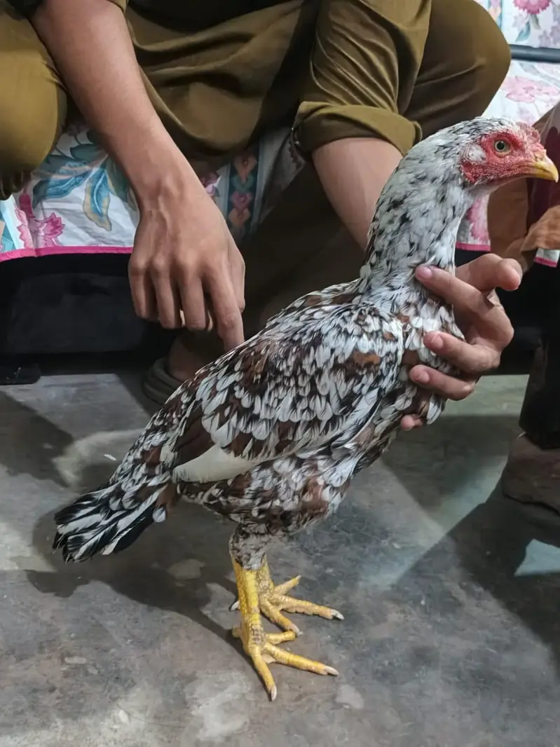 high quality madiyan available hai jis bhi chahiye wohi rabta kren — photo 6