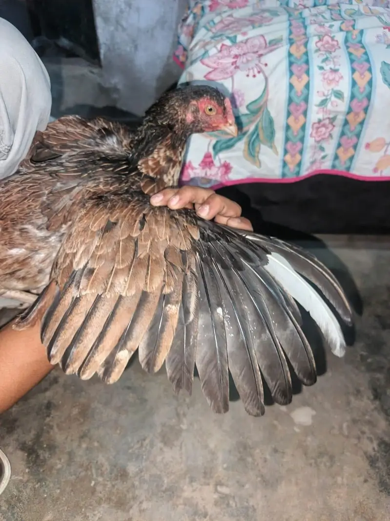 high quality madiyan available hai jis bhi chahiye wohi rabta kren — photo 7