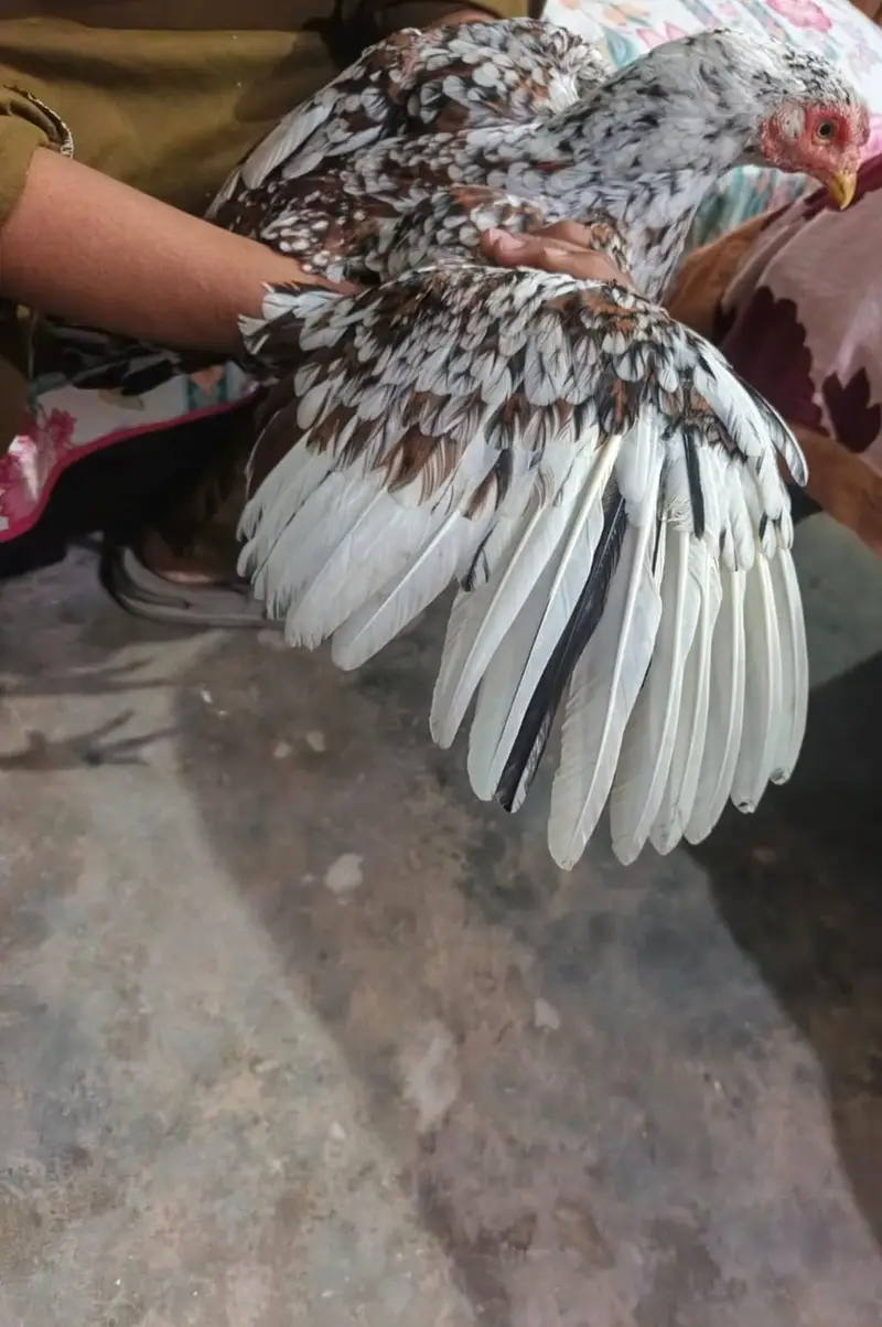 high quality madiyan available hai jis bhi chahiye wohi rabta kren — photo 10