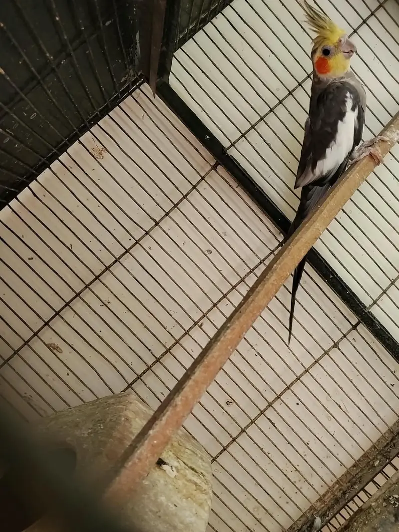 1 breader pair and one grey male — photo 2