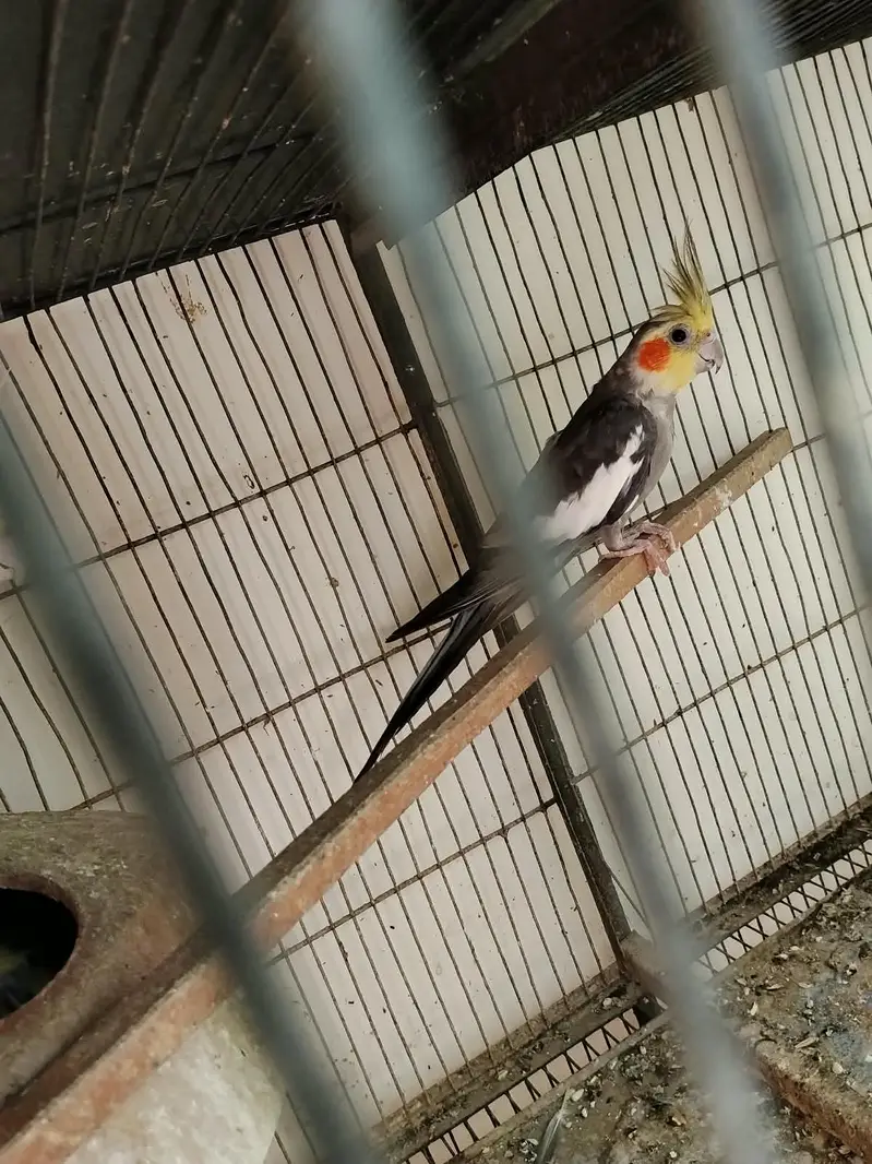 1 breader pair and one grey male — photo 3