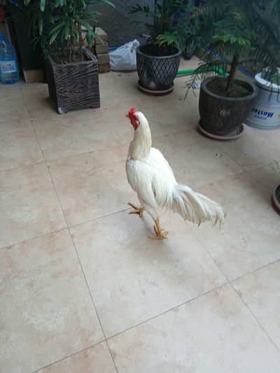 3 aseel white shamo pair 100 % pure 03006153033