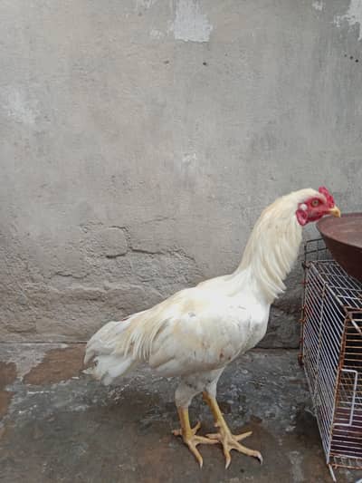 white aseel rooster pure aseel 03709057209