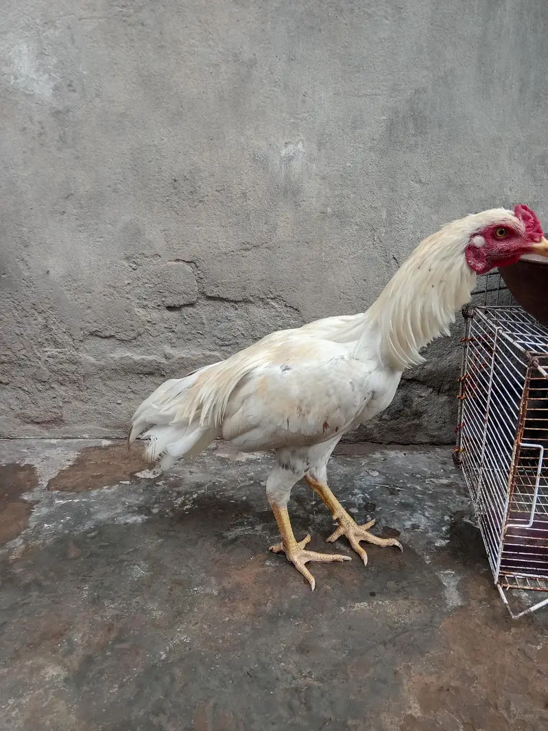 white aseel rooster pure aseel 03709057209 — photo 2
