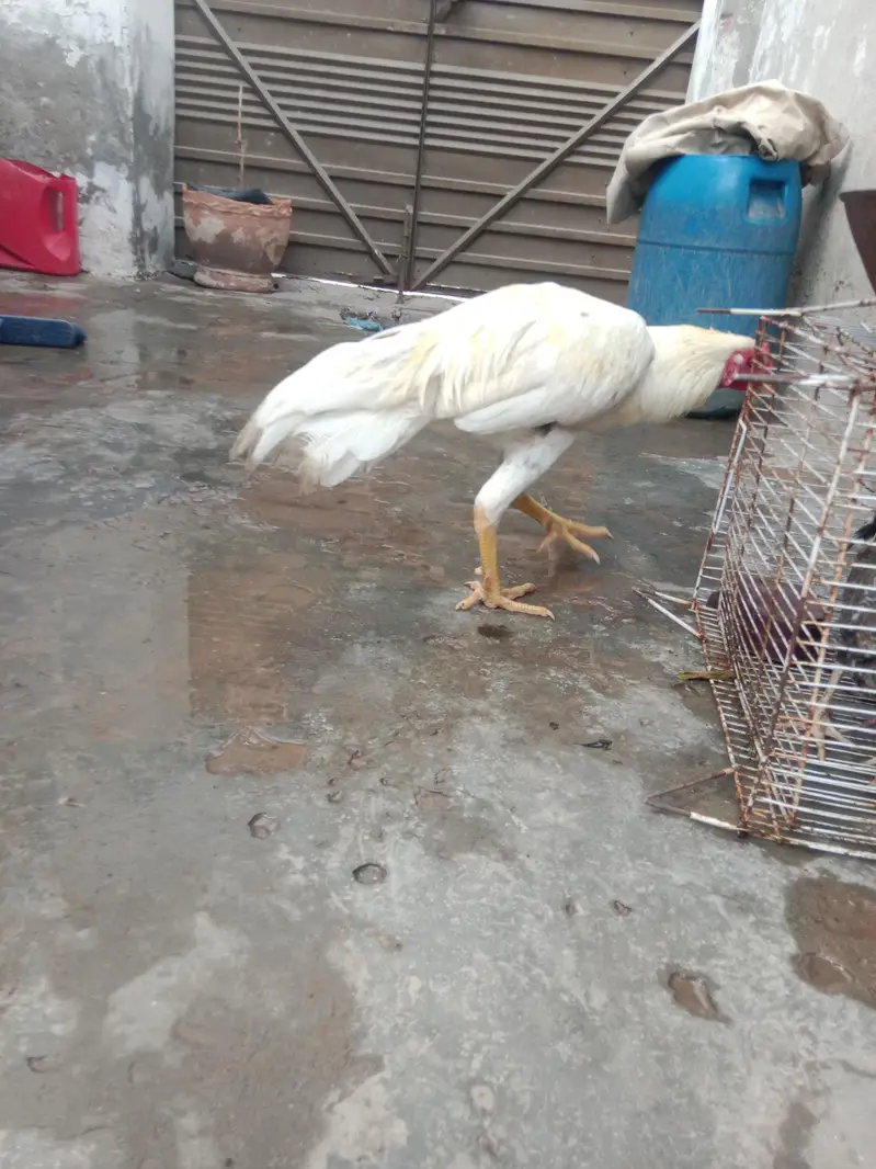 white aseel rooster pure aseel 03709057209 — photo 3