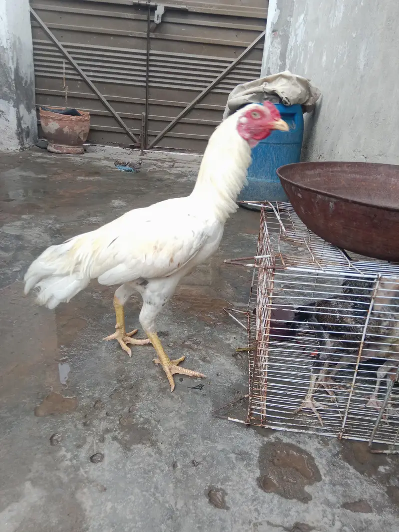 white aseel rooster pure aseel 03709057209 — photo 4