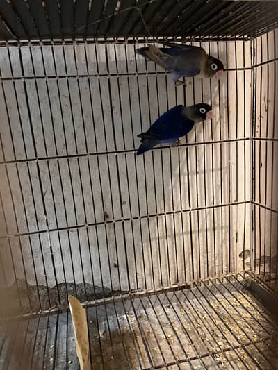 Love bird breeder pairs