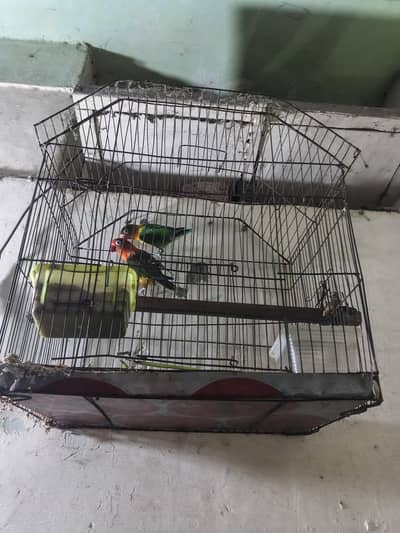 love buds parrot