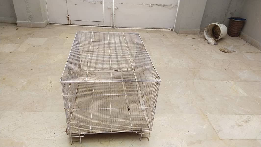 Hen | Bird Cage 1
