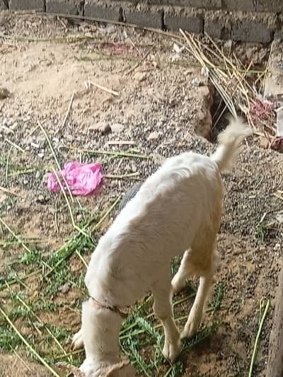 Goat for sale