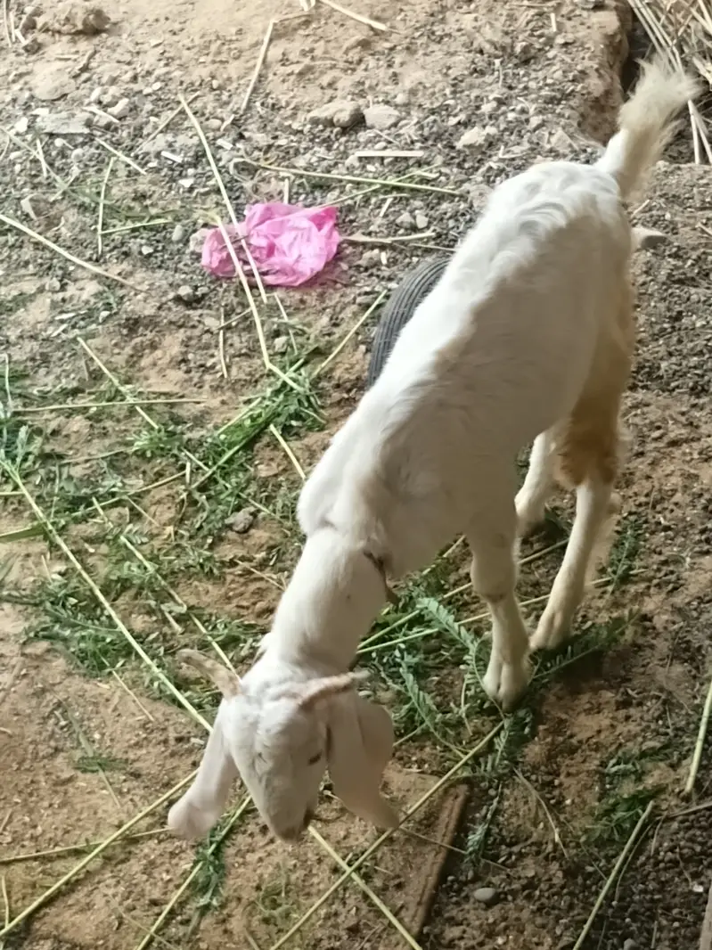 Goat for sale — photo 2