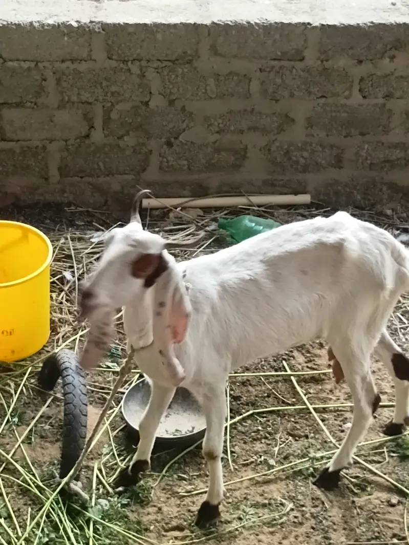 Goat for sale — photo 3