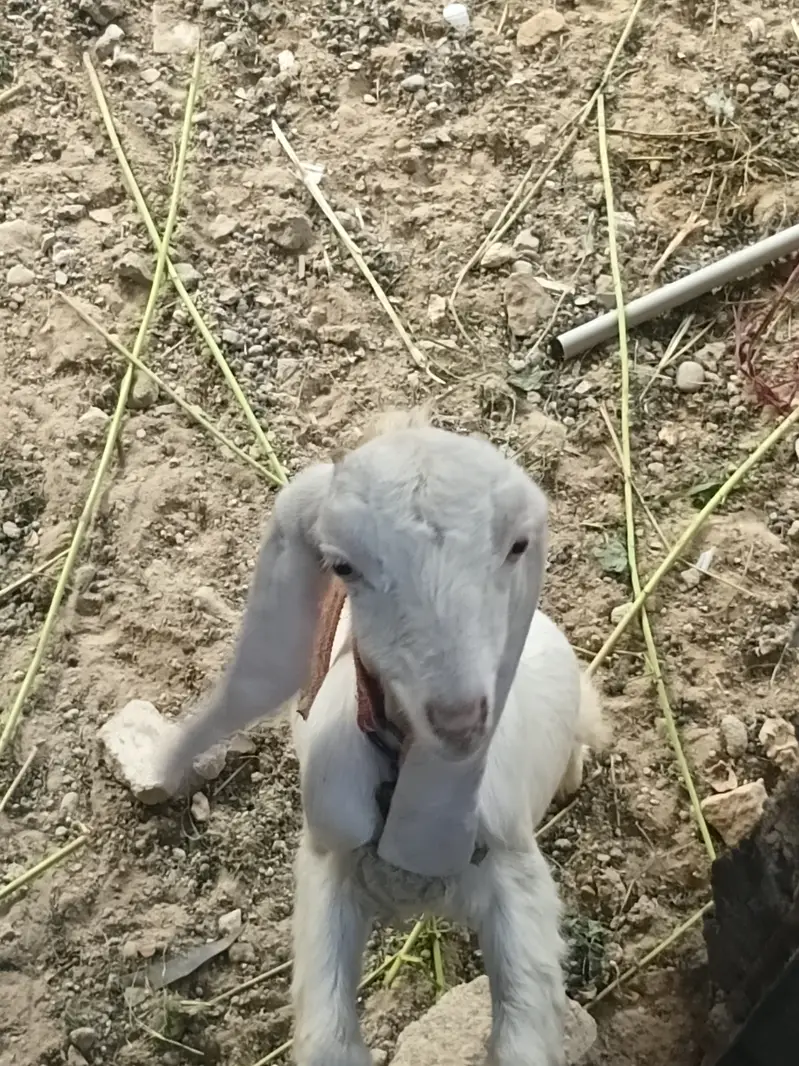 Goat for sale — photo 4