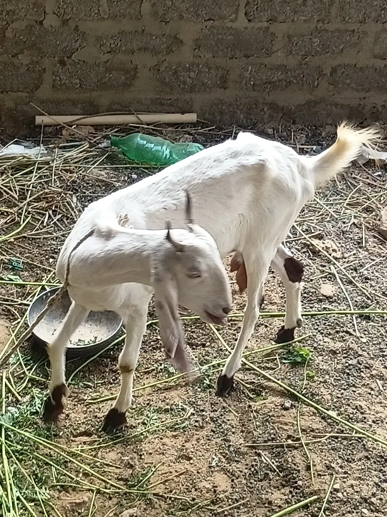 Goat for sale — photo 5