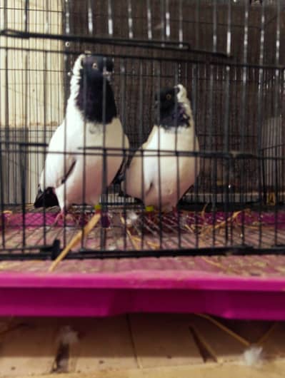 nun breeder pair